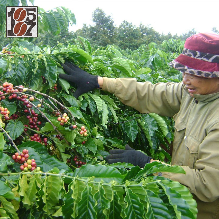 1KG Cà phê bột Moka-Robusta thượng hạng ❤️️ FREESHIP ❤️️ nguyên chất không pha trộn tẩm ướp hương liệu 1857 COFFEE