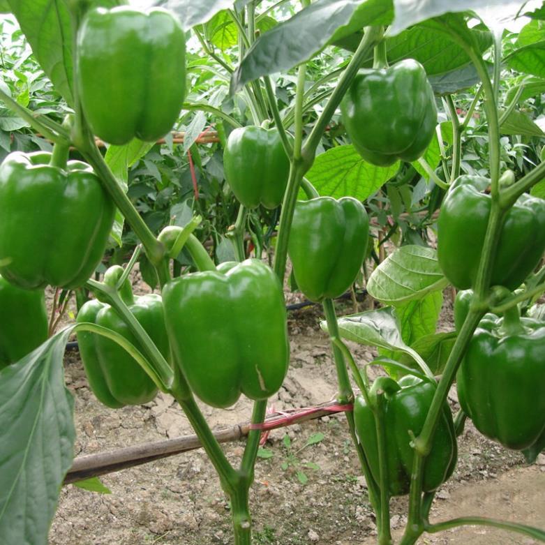 30 hạt giống ớt chuông nhiều mầu