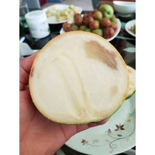 cây giống vú sữa vàng