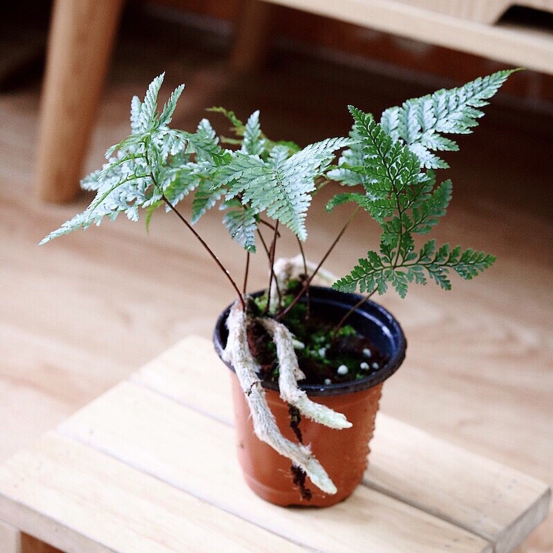 Chậu cây dương xỉ chân thỏ, dương xỉ lá kim