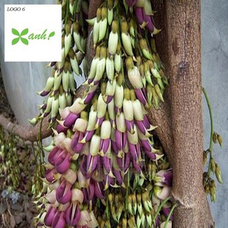 Hoa leo Huyết long 10 hạt