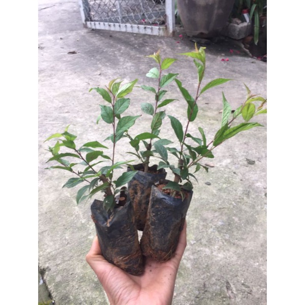 Cây giống nhất chi mai