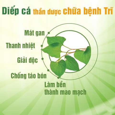 Bột Diếp Cá Sấy lạnh, bột diếp cá nguyên chất CỰC TỐT cho tiêu hóa
