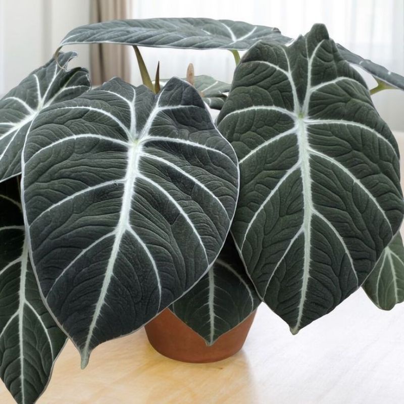 Chậu cứng 5 loại alocasia