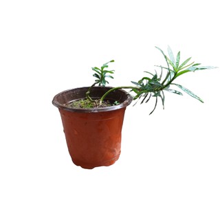 Cây giống Tùng la hán (Thông la hán hay cây vạn niên tùng)