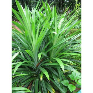 lá dứa thơm (lá nếp thơm)1kg