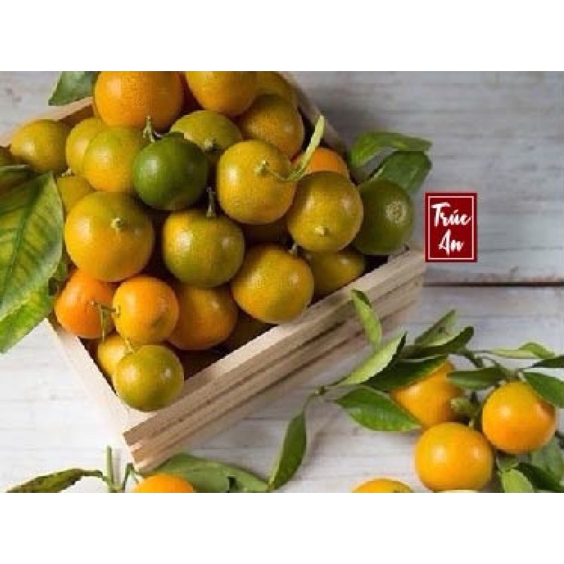[CHỈ GIAO HCM] Trái tắc (quất /hạnh) sạch, tươi hái trong ngày. Hàng có sẵn, ship hoả tốc trong 30p