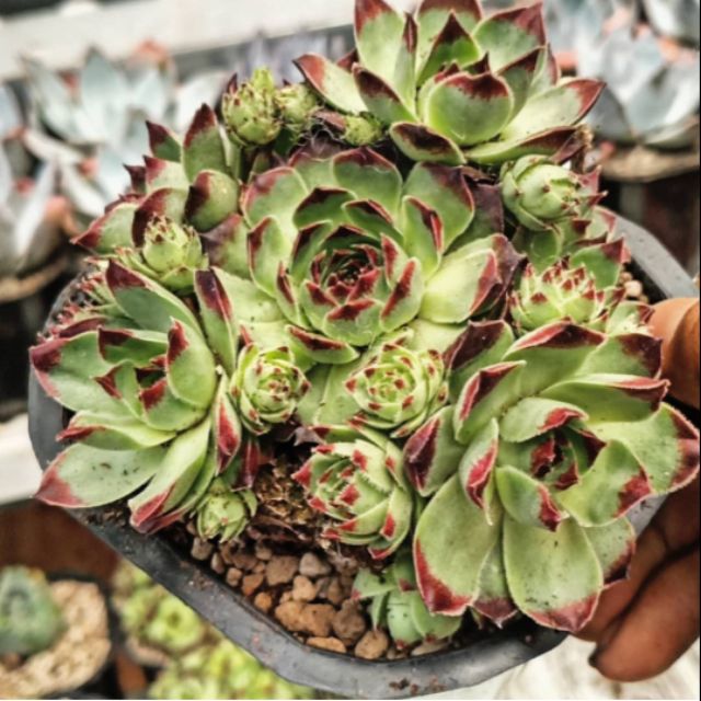 Sen đá phật bà bụi 12cm
