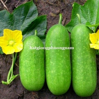 Gói 10 hạt giống bí đao chanh f1 dễ trồng, siêu trái 0.2gr