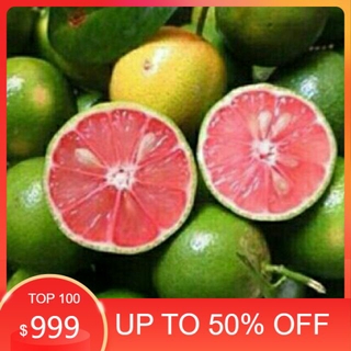 (HÀNG MỚI VỀ) Cây CHANH ĐÀO ghép, cây giống chuẩn siêu sai quả, nhiều công dụng và giá trị kinh tế cao