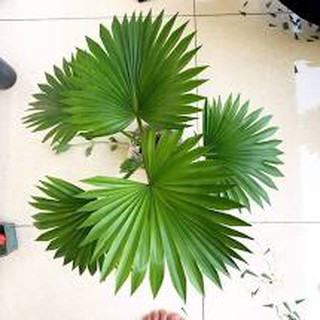 Cây Cọ Cảnh-Câygiống