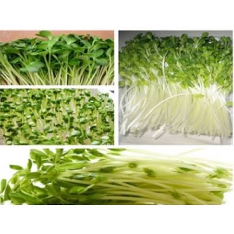 Gói 50gam Rau mầm củ cải trắng - Tỷ lệ này mầm cao