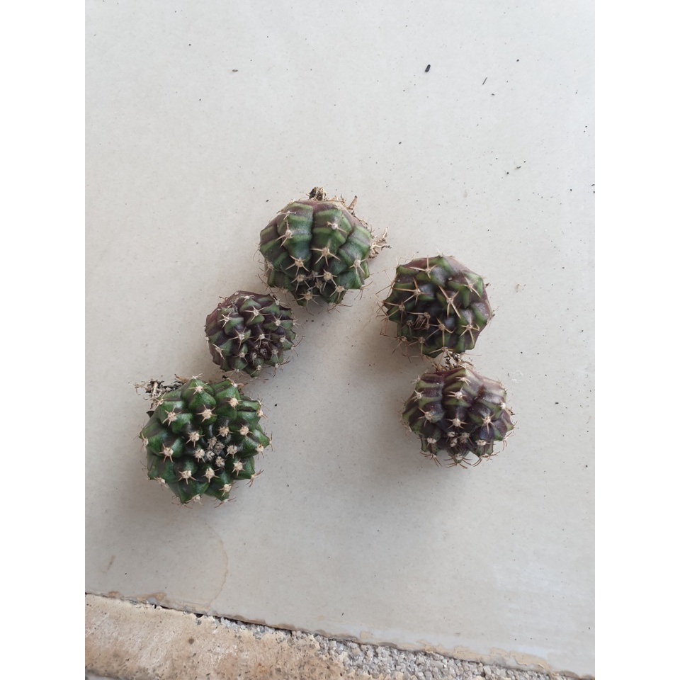 Set 5 cây xương rồng Gymno vân đẹp size 2-3 cm