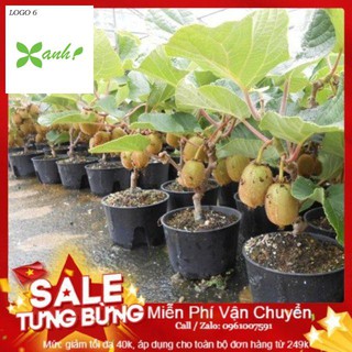 Hạt Giống Kiwi - 30 Hạt