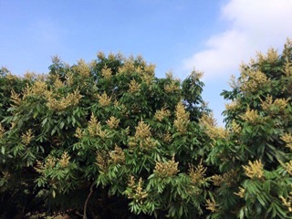 Mật ong hoa nhãn Hưng Yên (can 3kg ~2 lít)