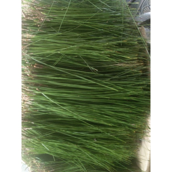 Trà lá thông kim 2 lá 500g đẹp da, thanh lọc kim loại cơ thể