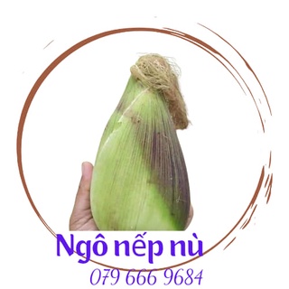 Hạt giống ngô nếp nù chính hãng gói 500 gram
