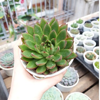 Sen đá viền lửa xanh cỡ to