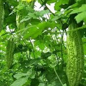 PHÂN BÓN VI LƯỢNG FERTILIZER COMBI ORGANIC . Gói 25gam