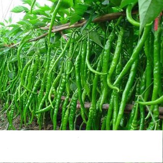Hạt Giống Ớt Trái Dài Hàn Quốc