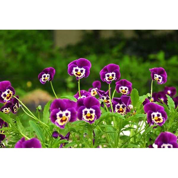 gói 100 hạt giống pansy, cánh bướm, păng xê, phăng xê mix màu