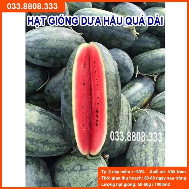 HẠT GIỐNG DƯA HẤU QUẢ DÀI TO 1gram - Dưa Hấu Năng Suất Cao