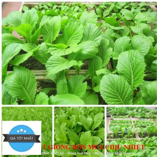Hạt giống Cải Mơ