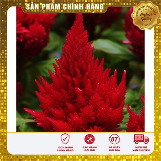 Hạt giống hoa mào gà lửa đỏ (100 hạt)