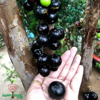 Cây giống nho thân gỗ