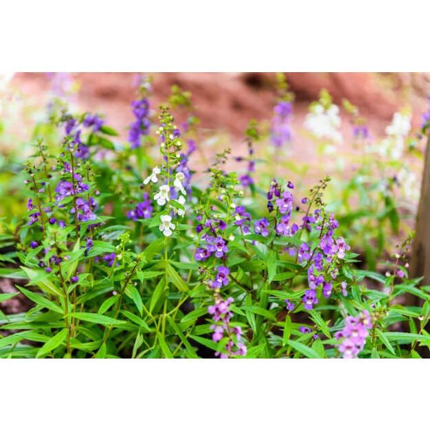 Cây Angelonia goyazensis Japanese Violet (Violet Nhật Bản, hoa màu ngẫu nhiên) chậu nhựa 8cm