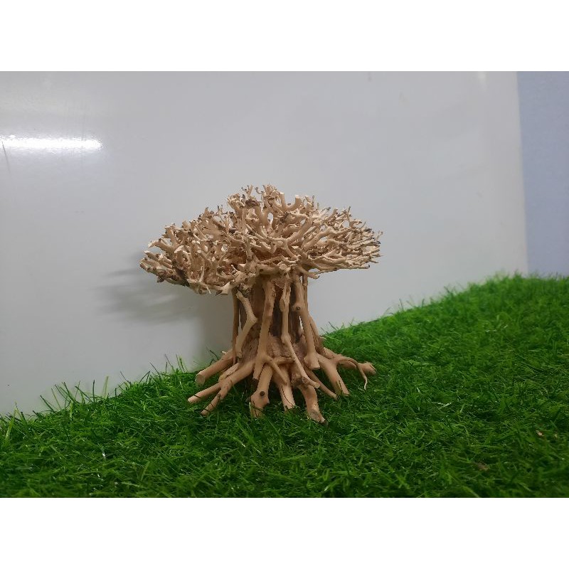 Lũa nấm bonsai cấy rêu hồ cá