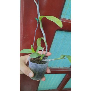 phi điệp 5ct mũi hồng
