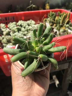 XƯƠNG RỒNG CHUỐI