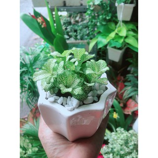 Chậu Cây Cẩm Nhung Xanh (cây may mắn)