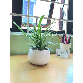 CÂY LAN CHI/ DÂY NHỆN ĐỂ BÀN KÈM CHẬU SỨ