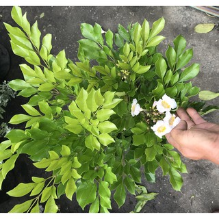 Cay nguyệt quế hoa to lá to cao 70 - 90 cm