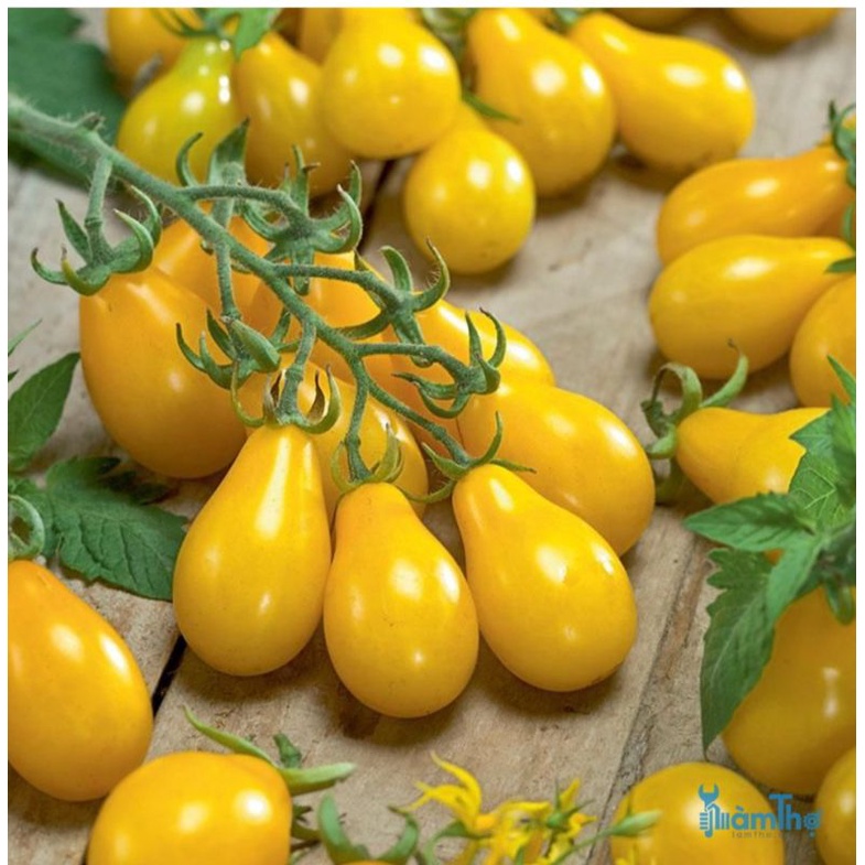 Hạt giống cà chua bi quả lê vàng rất sai quả, dễ trồng hơn 30 hạt