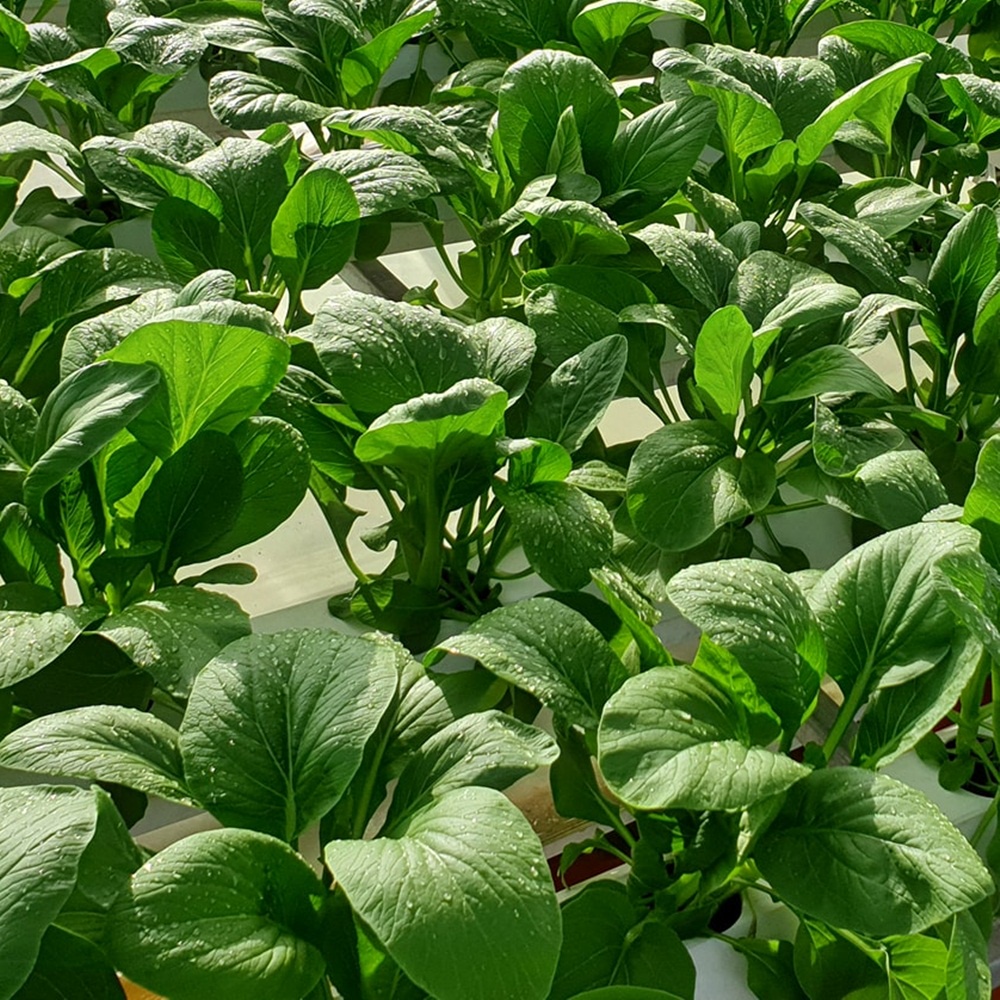 Hạt giống cải ngồng Improved chịu nhiệt nhập Mỹ - Johnny's Seeds