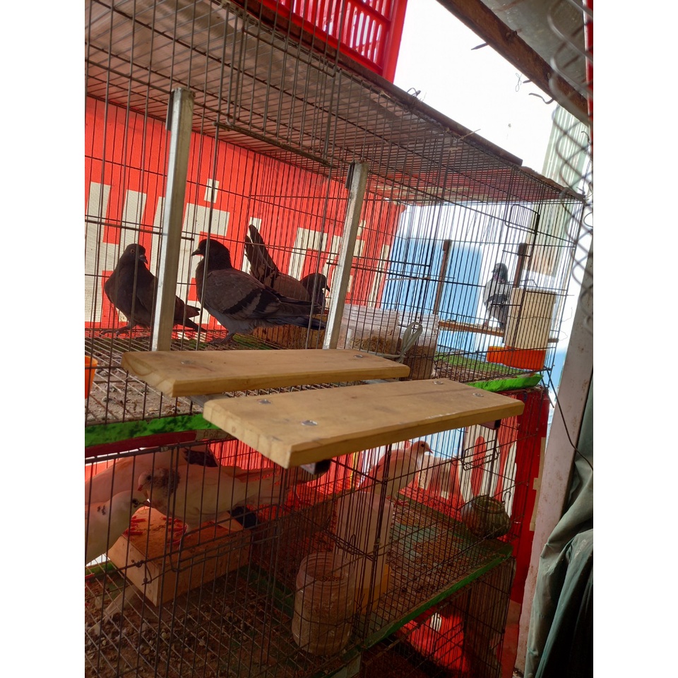 Kệ đứng cho chim, gà tre