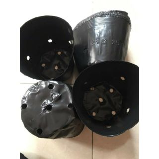 1 lạng bầu ươm cây chọn size