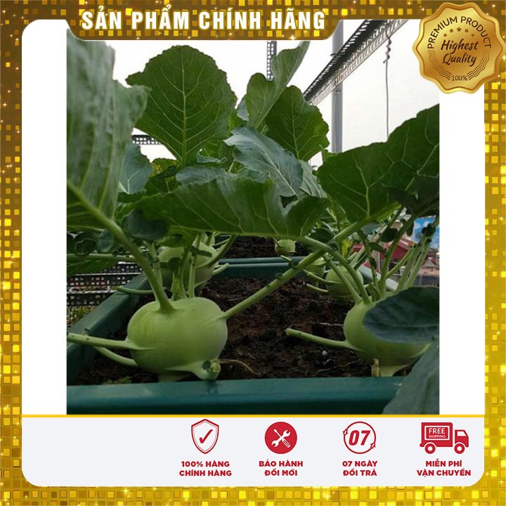 Hạt giống Su Hào Xanh trồng thùng xốp trồng vườn ( gói 0.2 gram)