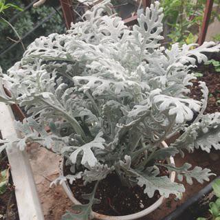 100 Hạt Giống Cúc Lá Bạc Cây Ren Bạc - HÀNG CÔNG TY