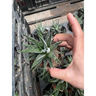 sen đá móng rồng bao đẹp