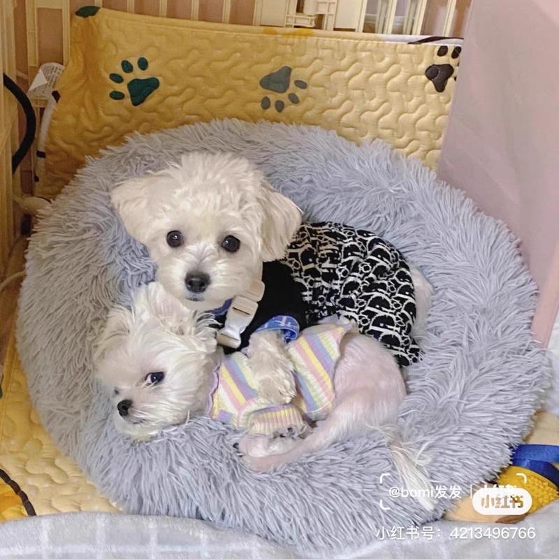 YẾM QUẦN DlOR cho thú cưng