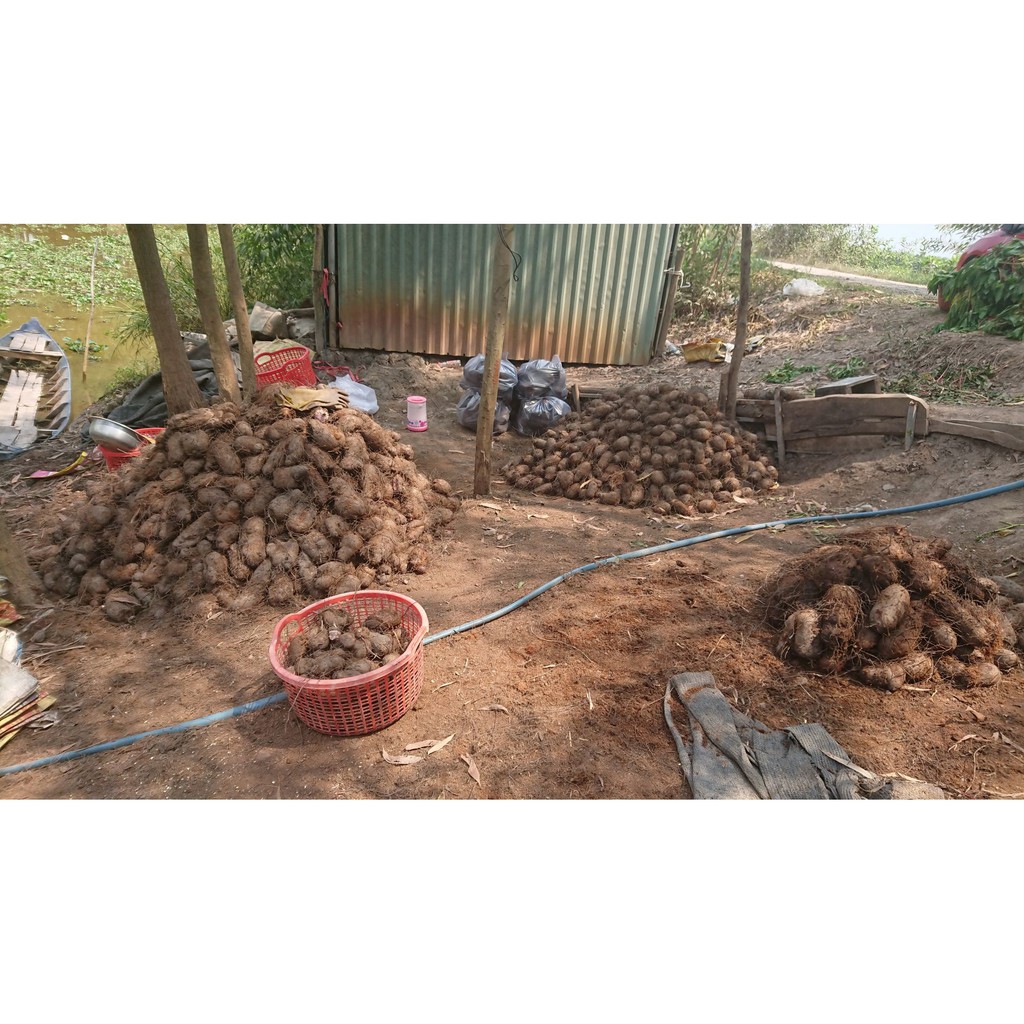 Củ khoai mỡ tím