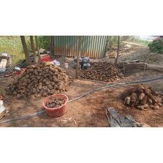 Củ khoai mỡ tím (5kg)