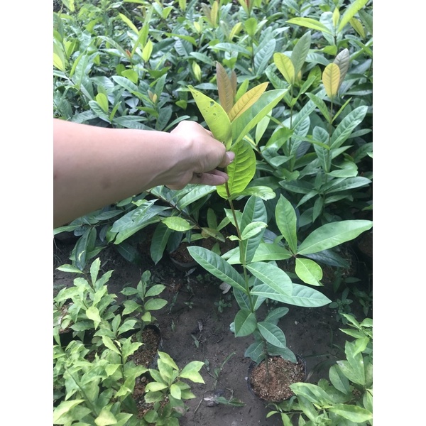 Cây mẫu đơn ta cao 60-70cm 1 thân