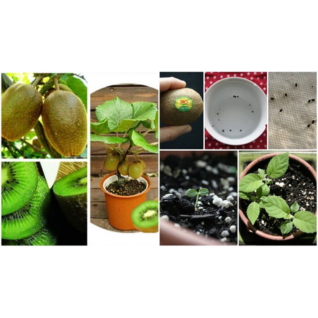 Hạt Giống Qủa Kiwi  - Giàu Vitamin,Bổ Dưỡng,Tốt cho da - MUA 3 TẶNG 1 CÙNG LOẠI KHUYẾN MẠI TRONG 1 NGÀY
