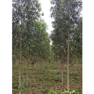 Hạt giống cây bạch đàn đỏ - 50gram - STHG2