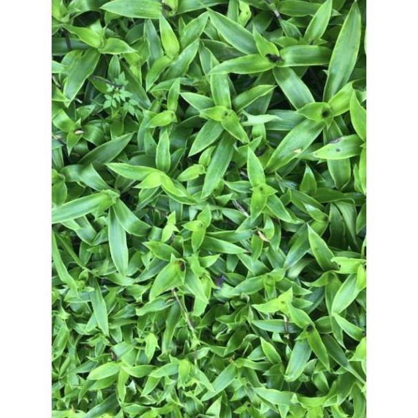 Cây lược vàng lá 1kg